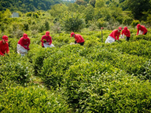 “Azerçay” KİV nümayəndələrinin çay plantasiyalarına media-turunu təşkil edib