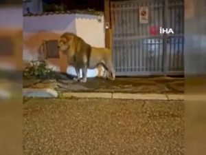 Sirkdən qaçan şir şəhərdə panika yaratdı Sirkdən qaçan şir şəhərdə panika yaratdı