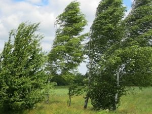 Sabah hava küləkli olacaq – XƏBƏRDARLIQ